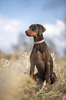 sitting Doberman Pinscher