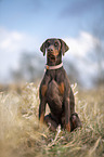 sitting Doberman Pinscher