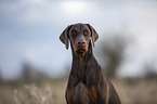 Doberman Pinscher Portrait