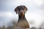 Doberman Pinscher Portrait