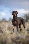 standing Doberman Pinscher