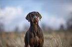 Doberman Pinscher Portrait