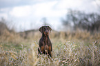 Doberman Pinscher