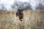 Doberman Pinscher runs over meadow