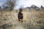 Doberman Pinscher runs over meadow