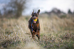 Doberman Pinscher runs over meadow