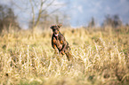 Doberman Pinscher runs over meadow