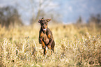 Doberman Pinscher runs over meadow