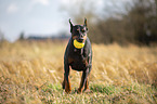 cropped and docked male Doberman pinscher