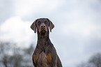 Doberman Pinscher Portrait