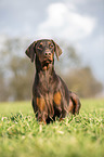 lying Dobermann