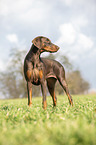 standing Doberman Pinscher