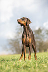 standing Doberman Pinscher