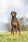 standing Doberman Pinscher