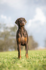 standing Doberman Pinscher