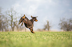 Doberman Pinscher runs over meadow