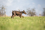 Doberman Pinscher runs over meadow