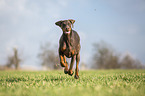 Doberman Pinscher runs over meadow