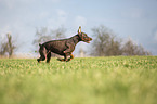 Doberman Pinscher runs over meadow