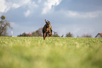 Doberman Pinscher runs over meadow