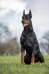 cropped and docked male Doberman pinscher