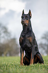 cropped and docked male Doberman pinscher