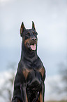 cropped and docked male Doberman pinscher