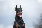 cropped and docked male Doberman pinscher