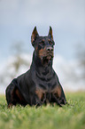 cropped and docked male Doberman pinscher