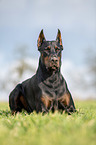 cropped and docked male Doberman pinscher