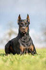 cropped and docked male Doberman pinscher