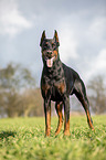 cropped and docked male Doberman pinscher
