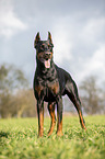cropped and docked male Doberman pinscher