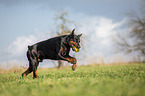 cropped and docked male Doberman pinscher