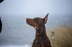 Doberman Pinscher Portrait