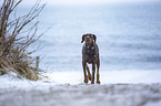 Doberman Pinscher runs on the baltic sea beach