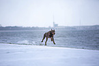 Doberman Pinscher at the baltic sea