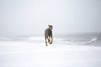 Doberman Pinscher runs on the baltic sea beach