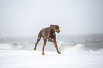 Doberman Pinscher runs on the baltic sea beach