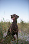 sitting Doberman Pinscher