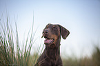 Doberman Pinscher Portrait