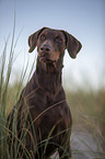 Doberman Pinscher Portrait