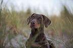 Doberman Pinscher Portrait
