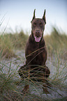 sitting Doberman Pinscher