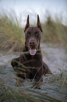 lying Doberman Pinscher