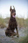 sitting Doberman Pinscher