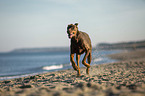 Doberman Pinscher runs on the baltic sea beach