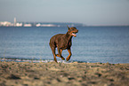 Doberman Pinscher at the baltic sea