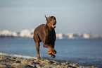 Doberman Pinscher runs on the baltic sea beach