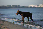 Doberman Pinscher at the baltic sea